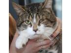 Adopt Bushwick Bill a Domestic Short Hair