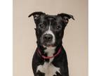 Adopt Mustang a Mixed Breed