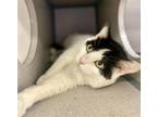 Adopt MOZART a Domestic Short Hair