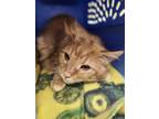 Adopt SHERBERT a Domestic Long Hair