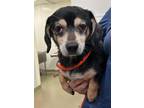 Adopt Boomer a Dachshund