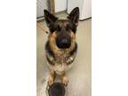 Adopt Desert Sand a German Shepherd Dog