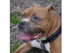 Adopt Charles - In Foster a Pit Bull Terrier