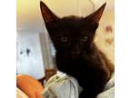 Adopt Figaro a Domestic Short Hair