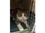 Adopt Broutte a Domestic Short Hair