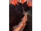 Adopt Sieur de la Barre a Domestic Long Hair, Domestic Short Hair