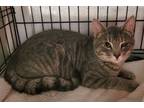 Adopt Dempsey a Domestic Short Hair