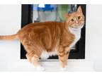 Adopt Punkin a Domestic Short Hair