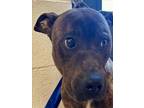 Adopt LEROY a Mixed Breed