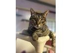 Adopt Grizzy a Domestic Short Hair