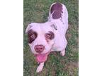 Adopt Powell a Pit Bull Terrier, Mixed Breed