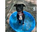 Adopt Rome a Pit Bull Terrier, Mixed Breed