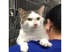 Adopt Traveler a Domestic Short Hair