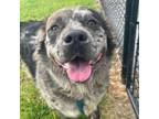 Adopt Equinox a Great Pyrenees, Australian Shepherd