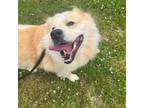 Adopt Chef a Chow Chow, Great Pyrenees