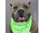 Adopt Meatloaf a Pit Bull Terrier