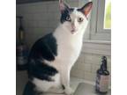 Adopt Ghost a Domestic Short Hair