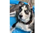 Adopt Manny a Siberian Husky, Mixed Breed