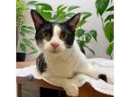 Adopt Fruit Loop a Domestic Short Hair