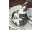 Adopt Oliver a Domestic Short Hair