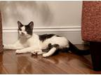 Adopt Dodger a Domestic Short Hair