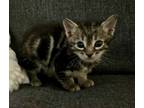 Adopt Starlord a Domestic Short Hair