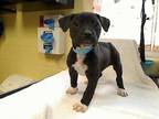Adopt COLUMBUS a Pit Bull Terrier, Mixed Breed
