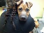 Adopt CHUG a Black Mouth Cur, Mixed Breed