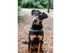 Adopt B-4 Aka Spencer a Doberman Pinscher