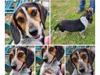 Adopt Toby ~ a Beagle