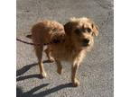 Adopt Tadpole a Mixed Breed, Terrier