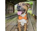 Adopt Cosmo a Mixed Breed