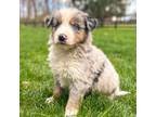 Australian Shepherd Puppy for sale in Gap, PA, USA