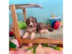 Aussiedoodle Puppy for sale in Bouse, AZ, USA