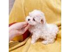 Maltese Puppy for sale in Charlotte, NC, USA