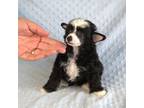 Chinese Crested Puppy for sale in Hagan, GA, USA