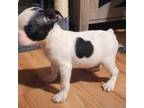 Boston Terrier Puppy for sale in Essex, MD, USA