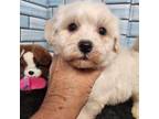 Maltipoo Puppy for sale in Spraggs, PA, USA