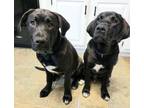 Adopt PUPS LIL JOE & BIG MOE a Labrador Retriever