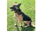 Adopt SWEET GEMMA a German Shepherd Dog