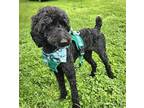 Adopt POLO a Labrador Retriever, Standard Poodle