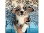 Cardigan Welsh Corgi Puppy for sale in Los Angeles, CA, USA