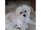 Maltese Puppy for sale in Gilroy, CA, USA