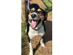 Adopt Walt a Mixed Breed