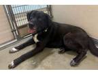 Adopt Dude a Black Labrador Retriever, Mixed Breed