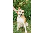 Adopt Buccee a Mixed Breed