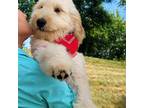 Miki goldendoodle