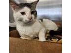 Adopt Pancake a Domestic Short Hair