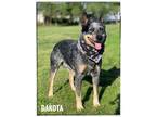 Adopt Dakota a Australian Cattle Dog / Blue Heeler
