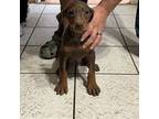 Doberman Pinscher Puppy for sale in Aurora, IL, USA